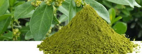 gymnema sylvestre leafpowder